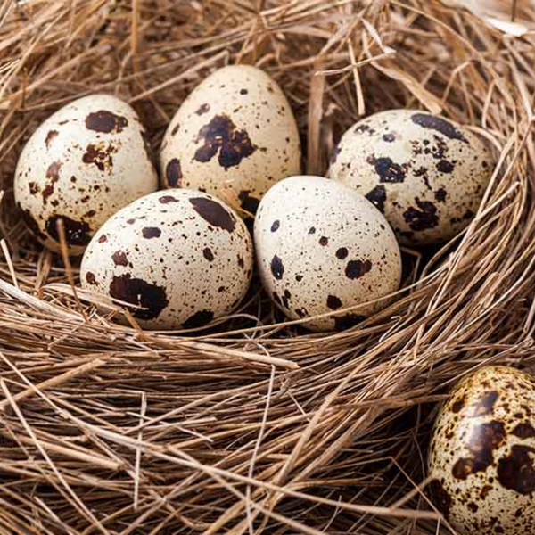 Can Dogs Eat Quail Eggs?